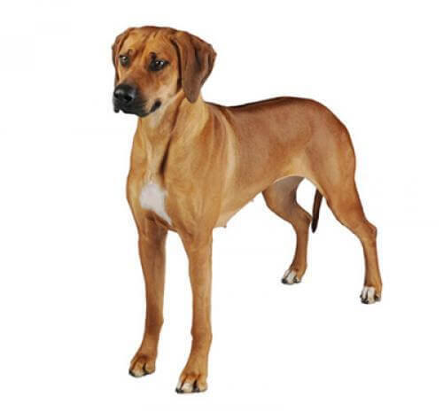 Rhodesian Ridgeback