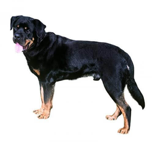 Rottweiler