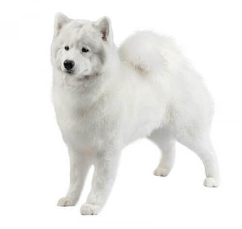 Samoyed