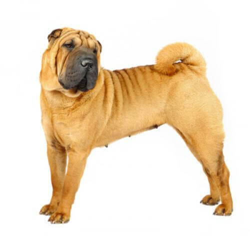 Shar Pei