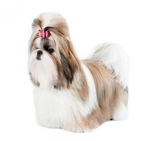 Shih Tzu