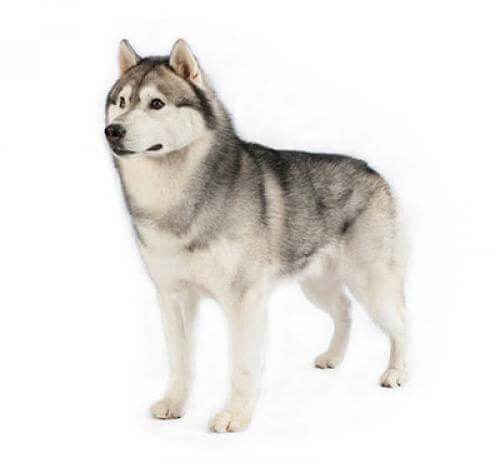 Husky Syberyjski