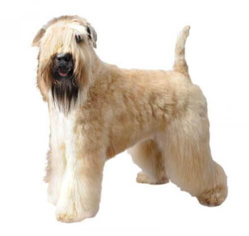 Irish Soft Coated Wheaten Terrier