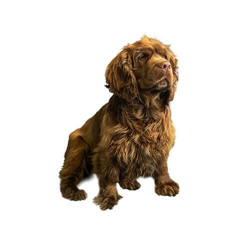 Sussex Spaniel