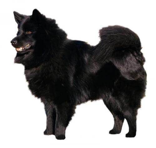 Szwedzki Lapphund