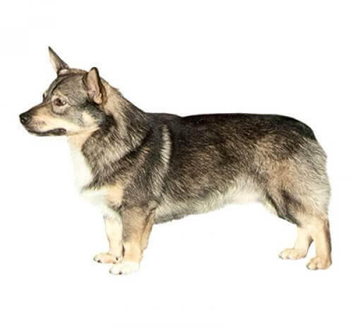 Szwedzki Vallhund