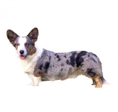 Welsh Corgi Cardigan