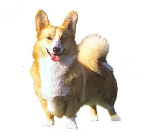 Welsh Corgi Pembroke