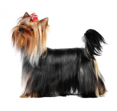 Yorkshire Terrier