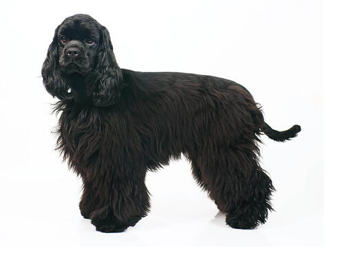 Cocker Spaniel Angielski