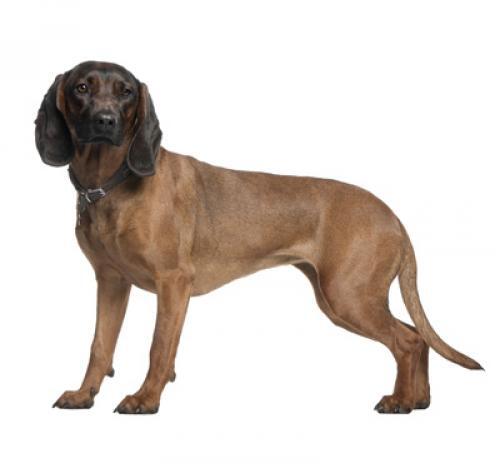 Bavarian Mountain Hound Bavarian Mountain Hound