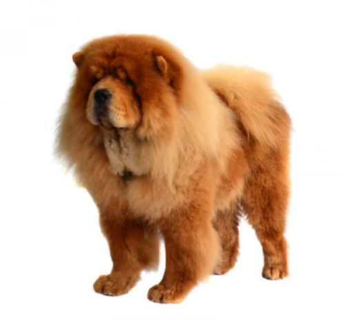 Chow Chow (Szorstkowłosy)