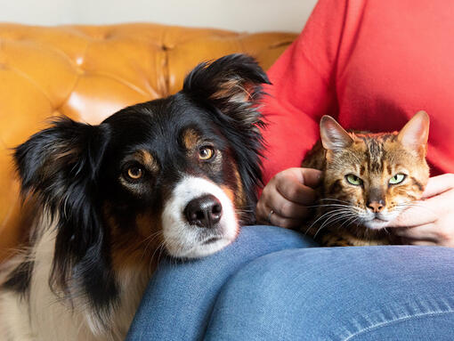 Pies i kot na kolanach właścicieli