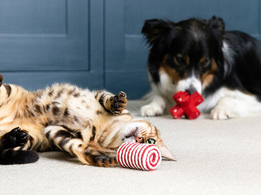 Kot i pies bawiący się zabawkami