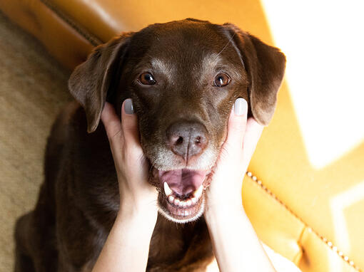 Czekoladowy labrador senior z głową w rękach właścicieli