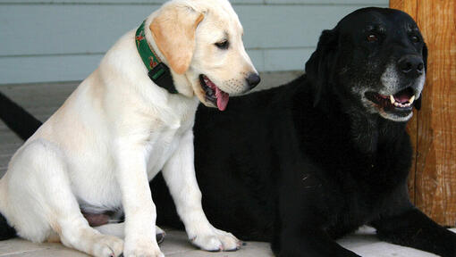 Jeden szczeniak golden labradora i jeden starszy czarny labrador leżą obok siebie