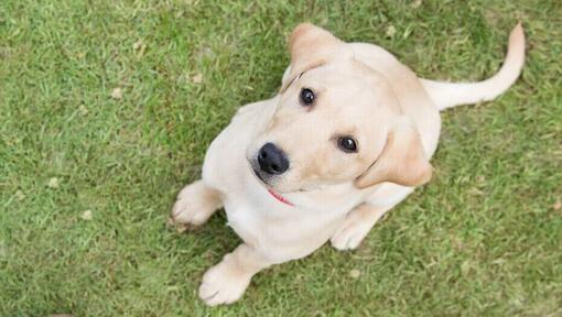 Szczeniak golden labrador siedzący na trawie