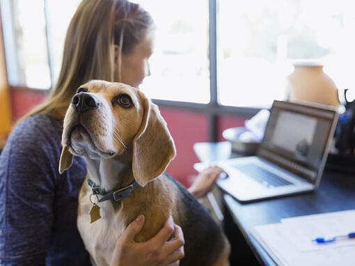 Kobieta z beagle pracuje na laptopie
