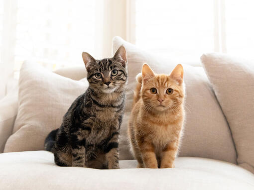 Brązowe i rude koty pręgowane siedzące na kanapie
