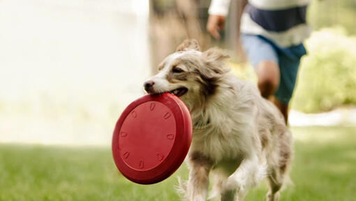 Collie biegnie z frisbee