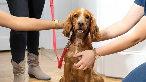 Spaniel głaskany w korytarzu