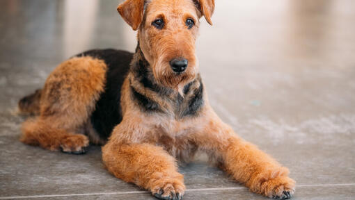 Airedale terrier leżący na podłodze