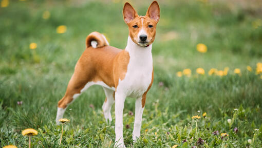 Brązowy basenji stojący na trawie.