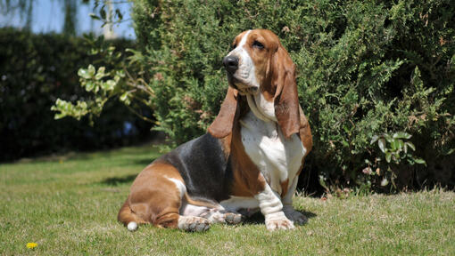 Tricolor Basset na trawie