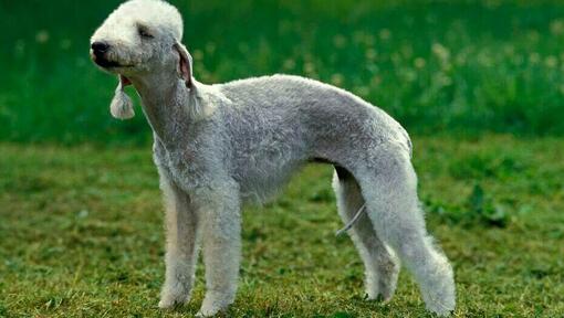 Bedlington terier