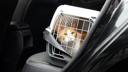 Kot w transporterze w samochodzie