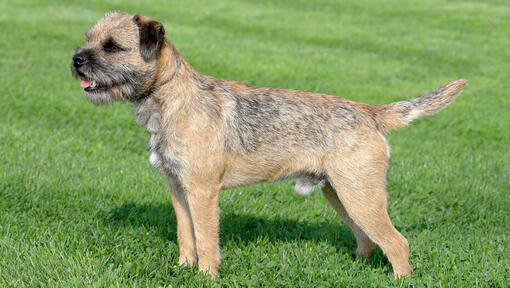 Border terrier stojący prosto na trawniku