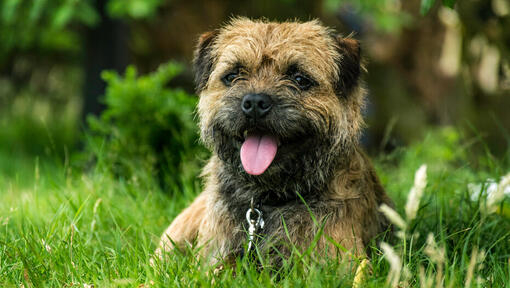 szczeniak border terrier leżący w trawie