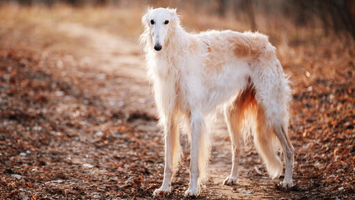 Biały Borzoi na drodze