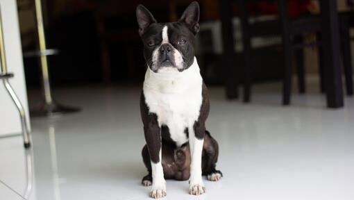 boston terrier siedzi na środku pokoju