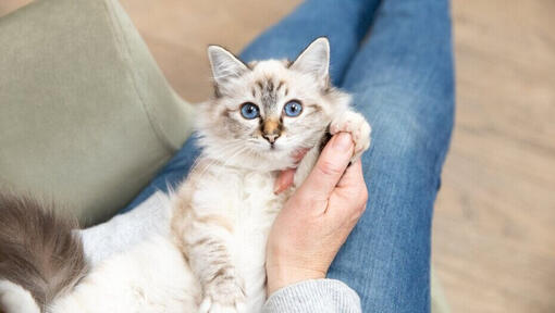 Jasno futrzany kotek z niebieskimi oczami na kolanach właściciela.