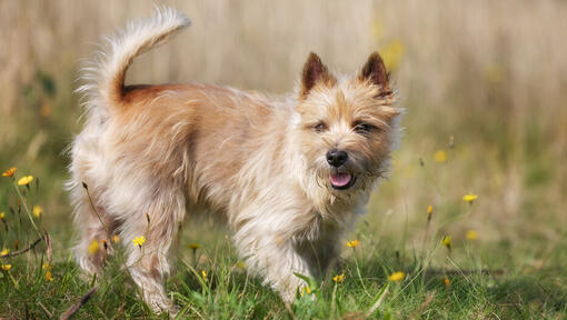 Cairn Terrier w polu kwiatów