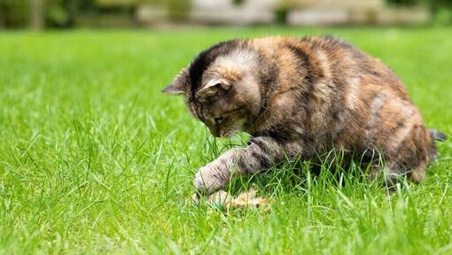 Ciemnowłosy kot bawiący się zabawką w ogrodzie.