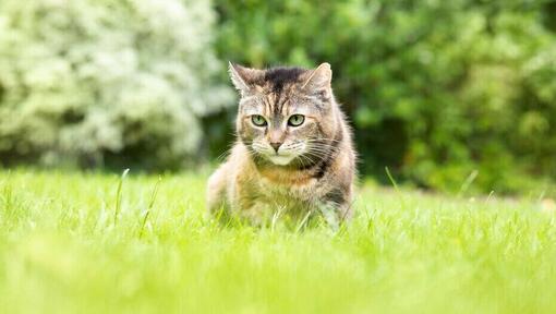 Kot siedzi na trawie.