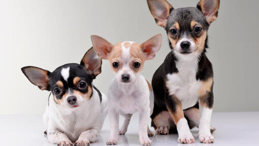 Trzy Chihuahua
