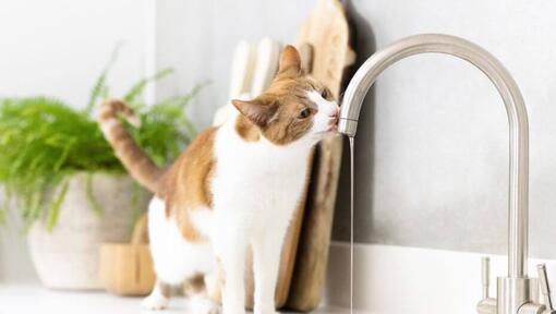 Jasnobrązowy i biały kot pijący wodę z kranu.