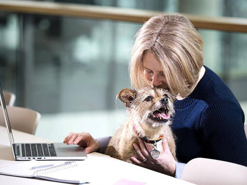 Terrier siedział na kolanach kobiety, gdy pracowała na laptopie