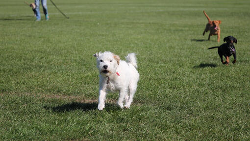 Biały pies biegający po parku z innymi psami podczas szczekania