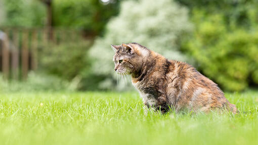 Kot siedzi w trawie