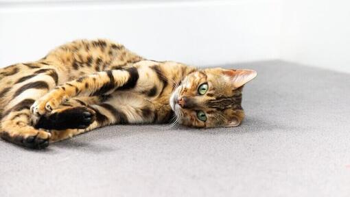 Kot bengalski zwijający się na podłodze
