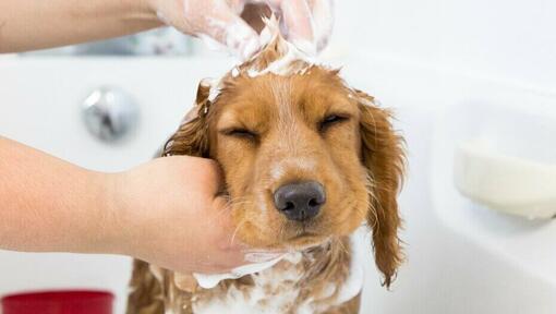Szczeniak kąpany szamponem