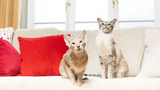 Dwa koty siedzące obok siebie na kanapie