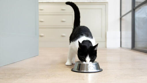 czarno-biały kot jedzący z miski