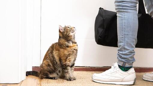 cat looking up at person leaving house