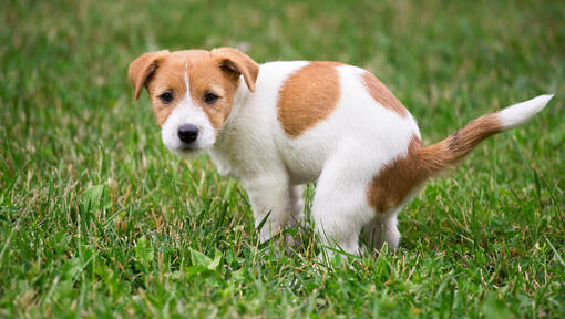 Szczeniak Jack Russell robi kupę na trawie