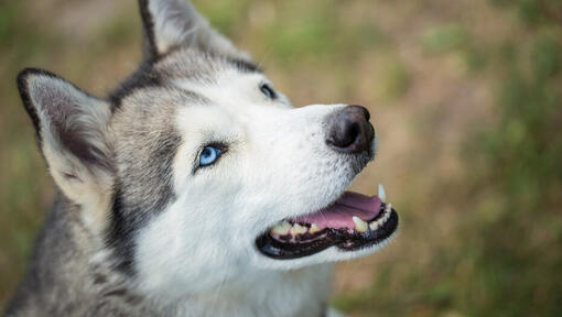 husky patrzący z otwartymi ustami